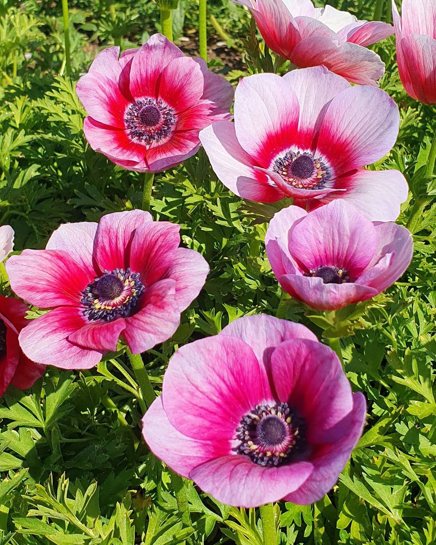 Anemone 'Rainbow Jaguar'